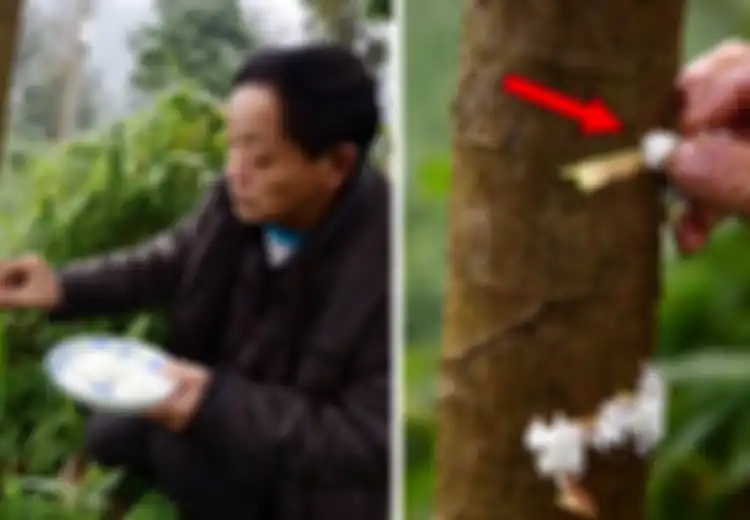 Bukan Pupuk, Warga di China Justru Beri Nasi pada Pohon Agar Subur dan Berbuah Lebat, Ahli Sebut Cara Itu Berhasil