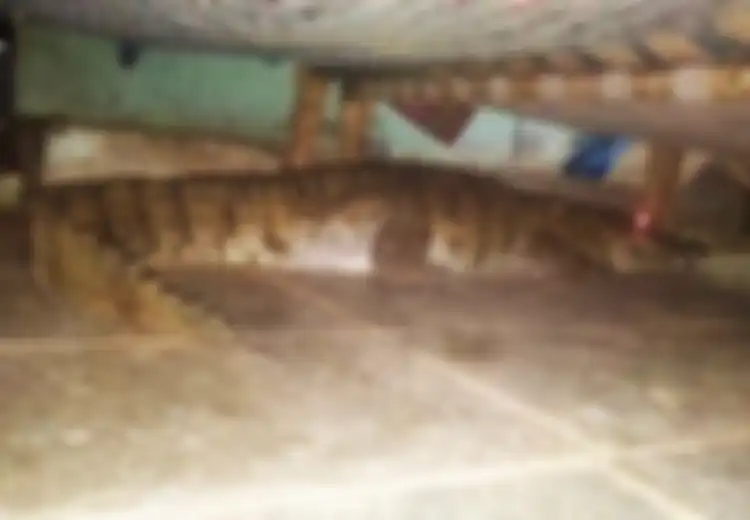 Terbangun pada Tengah Malam, Pria Ini Terkejut Tahu Ada Buaya Bersembunyi di Bawah Ranjangnya