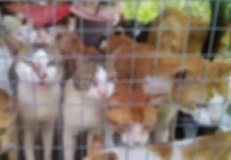 Keji, Daging Kucing Sekarang Diperjualbelikan, Harganya Rp69.000 per Ekor 