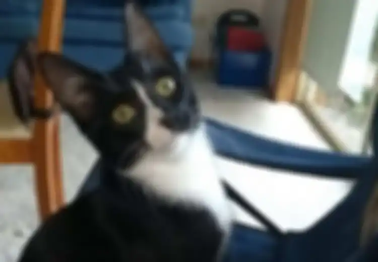 Ajaib, Meski Telah Tergiling di Dalam Mesin Cuci Selama 30 Menit, Kucing Ini Masih Hidup Tanpa Cedera