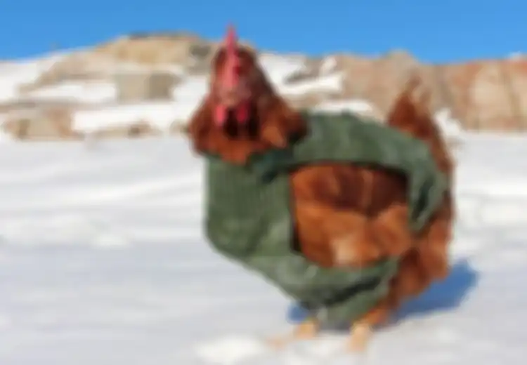 Kisah Monique 'Ayam Pertama' di Dunia yang Berhasil Mengelilingi Dunia Hingga ke Daratan Bersalju Greenland