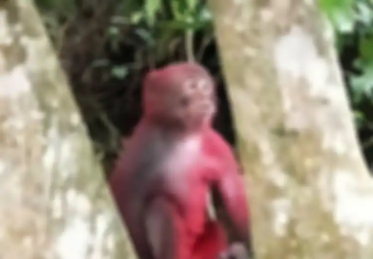Kasihan, Monyet Ini Disingkirkan Kawanannya Gara-gara Disiram Cat Merah oleh Orang Iseng