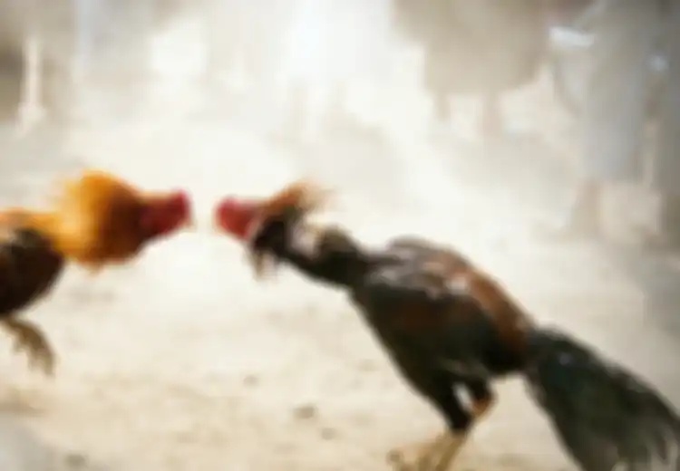 Aneh Tapi Nyata, Seekor Ayam Bersenjatakan Belati Menusuk Polisi Sampai Mati di Filipina, Bagaimana Ceritanya?