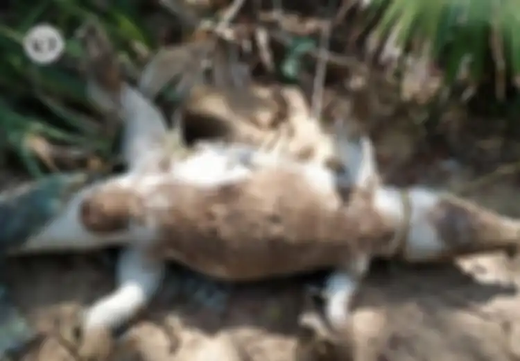 Akibat Terganggu Dengan Suara Sound yang Terlalu Keras, Seekor Buaya Mati dalam Kondiri Mengenaskan