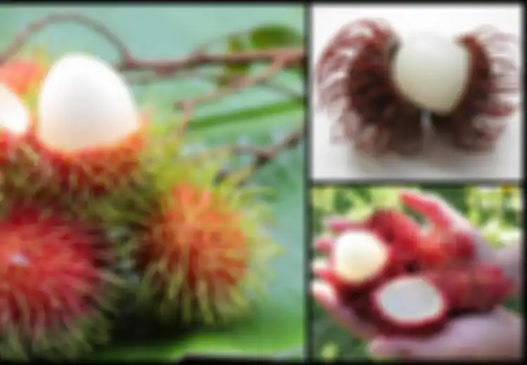 Termasuk Melawan Kanker, Ini 9 Manfaat Luar Biasa Makan Rambutan!