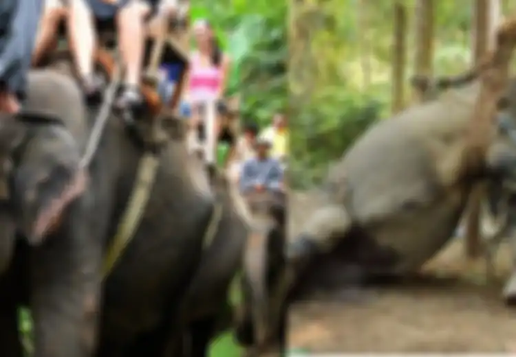 Realitas Kejam di Balik Industri Wisata Menunggangi Gajah di Thailand yang Mungkin Tak Pernah Anda Ketahui