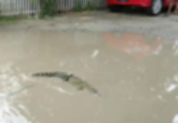 Kesal Jalanan Rusak Selama 10 Tahun Tak Kunjung Diperbaiki, Warga Lepas Buaya Sepanjang 1,7 Meter