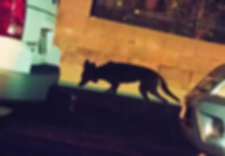 Perkumpulan Sekte Misterius atau Anjing Hutan? Ilmuwan Selidiki Kasus Brutal Pembunuhan Kucing