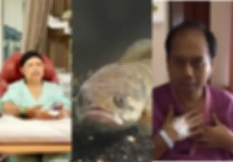 Sutopo Sarankan Ibu Ani Makan Ikan Gabus: Ternyata Ikan Gabus Ini Punya Manfaat Ajaib Bagi Pasien yang Jalani Operasi