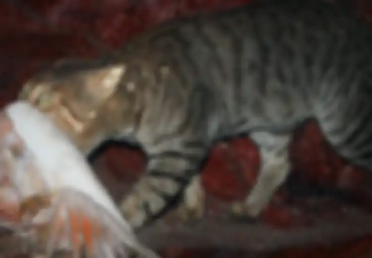 Rencana Sadis Australia, Bagikan Sosis Beracun Untuk Bantai 2 Juta Kucing pada Tahun 2020