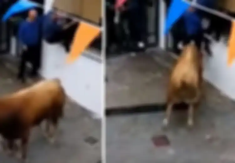 Pria 74 Tahun Diseruduk Banteng Seberat 520 Kg Hingga Paru-parunya Tertusuk dan Tewas Saat Menonton Festival