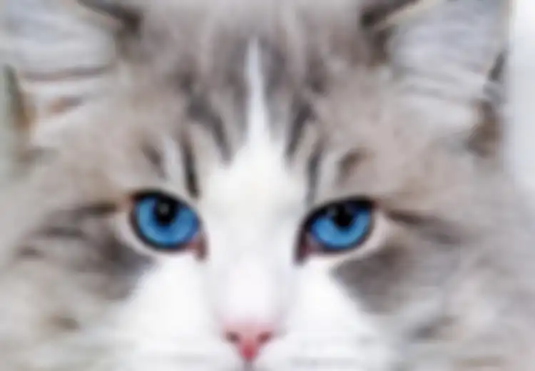 Kucing Jantan 3 Warna; Ini 5 Kepribadian Kucing, yang Mana Sesuai?