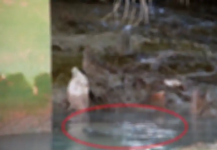 Tak Pernah Saling Menyakiti, di Kampung Ini, 'Buaya dan Manusia' Hidup Rukun, Konon karena Sebuah Perjanjian di Masa Lalu