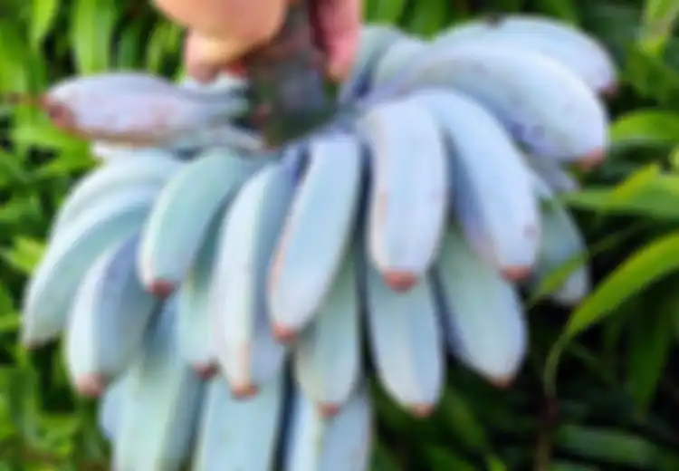 Blue Java Banana, Pisang Biru Cantik yang Tak Hanya Rasanya Mirip Es Krim, Tapi Juga Punya Banyak Manfaat Kesehatan