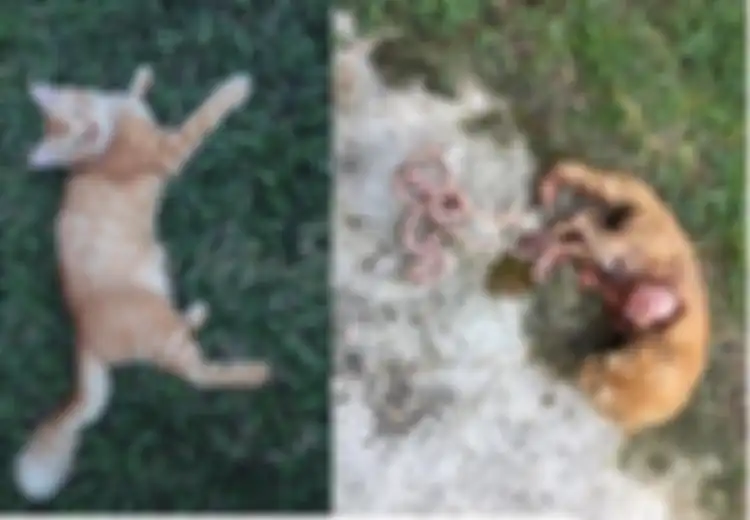 Kisah Pilu Seekor Kucing: Dengan Usus Terurai, Kucing Ini Mendekati Pemiliknya Sebelum Kematiannya