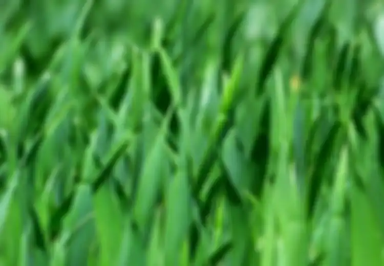 Layaknya Wangi Hujan, Kenapa Aroma Rumput yang Baru Dipotong Menyegarkan?