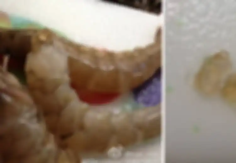 Ditemukan Udang yang Disuntik dengan Gel Berbahaya di China untuk Menghasilkan Keuntungan yang Besar
