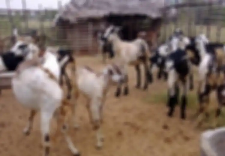 Kerap Memangsa Celana Dalam Gerombolan Kambing Ini Ditangkap oleh Satpol PP