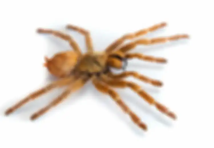 Kesal Mertua Datang Setiap Hari, Pria Ini Beli Laba-laba Tarantula untuk Menakutinya