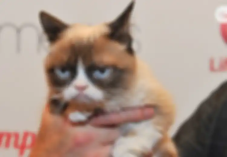 Kucing Paling Terkenal di Dunia Mati, Ini Alasan Mengapa Bangkai Kucing yang Mati dalam Kondisi 'Wajar' Jarang Terlihat