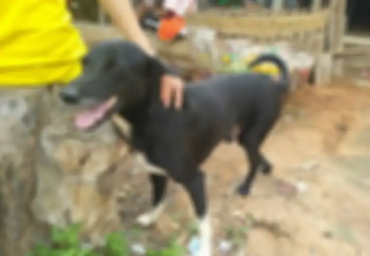 Menggonggong Sambil Terus Menggali Tanah, Tak Disangka Anjing Lumpuh Ini Selamatkan Bayi yang Dikubur Hidup-Hidup