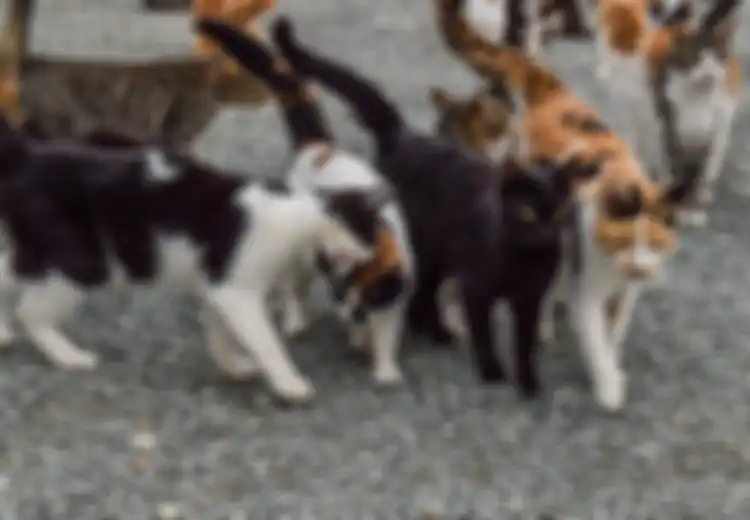 Seorang Wanita Meninggal Setelah Digigit Kucing, Ini Alasan Gigitan Kucing Bisa Berbahaya