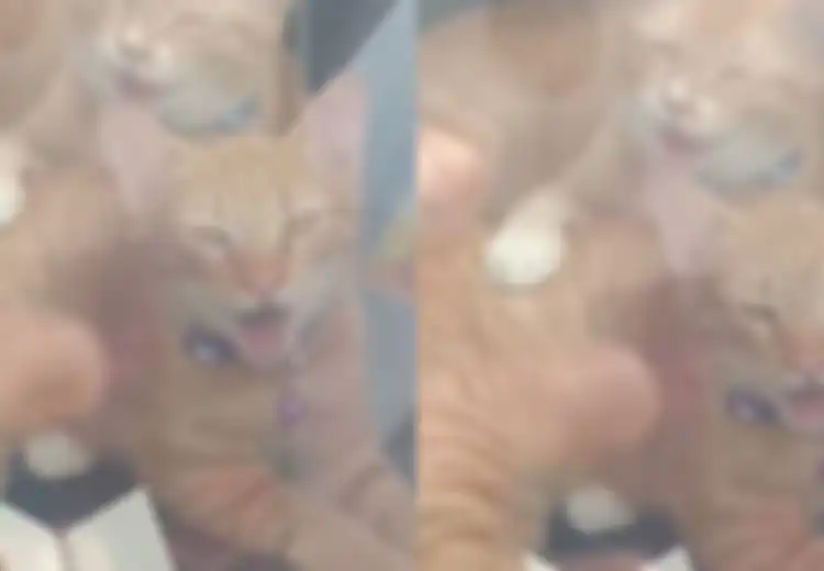 Seorang Wanita Tega Mengurung 2 Kucing di Mobilnya Hingga Kepanasan dan Kekurangan Oksigen, Alasannya Tak Masuk Akal