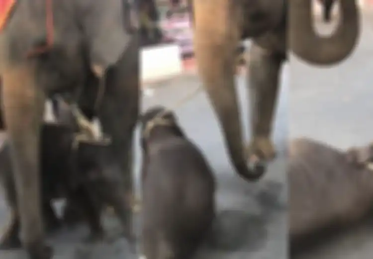 Kisah Pilu Seekor Anak Gajah, Terkapar dan Pingsan Dengan Tubuh Terikat ke Induknya yang Membawa Turis
