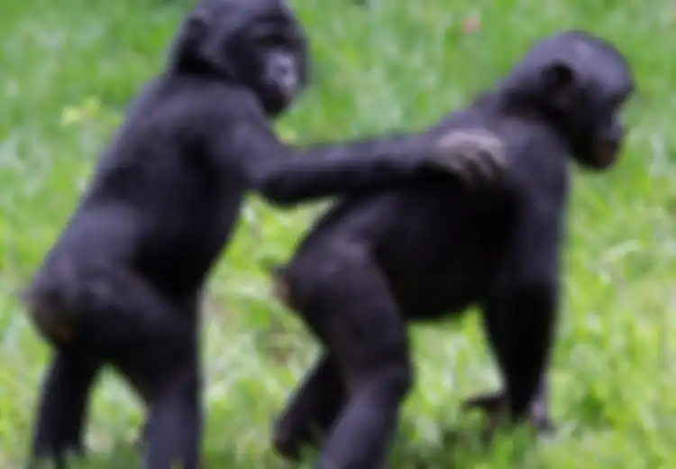 Tak Cuma manusia, Simpanse Ternyata Juga Suka Ikut Campur Urusan Jodoh Anak