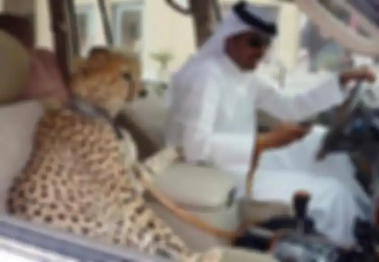 Harganya Tembus Rp400 Juta, Inilah Alasan Mengapa Orang Kaya Memelihara Cheetah
