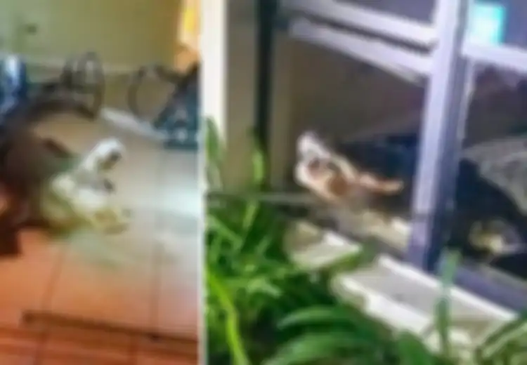 Pecahkan Kaca Jendela, Buaya Ini Masuk Ke Rumah dan Lakukan Hal Tak Terduga Ini