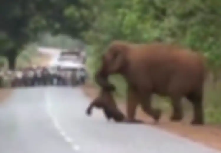 Kisah Para Gajah Beriringan Membawa Jenazah Gajah yang Mati untuk Lakukan Upacara Pemakaman