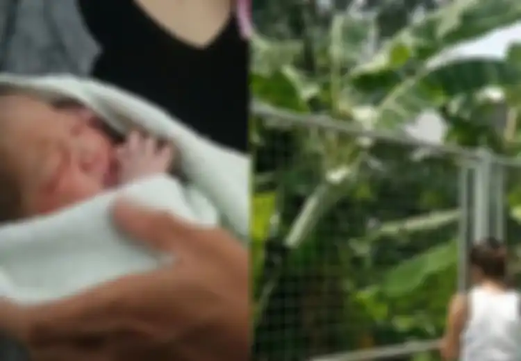 Bayi Ini Terselamatkan oleh Daun Pisang Ketika Ibunya Membuang dari Lantai Lima, Bagaimana Kejadiannya?