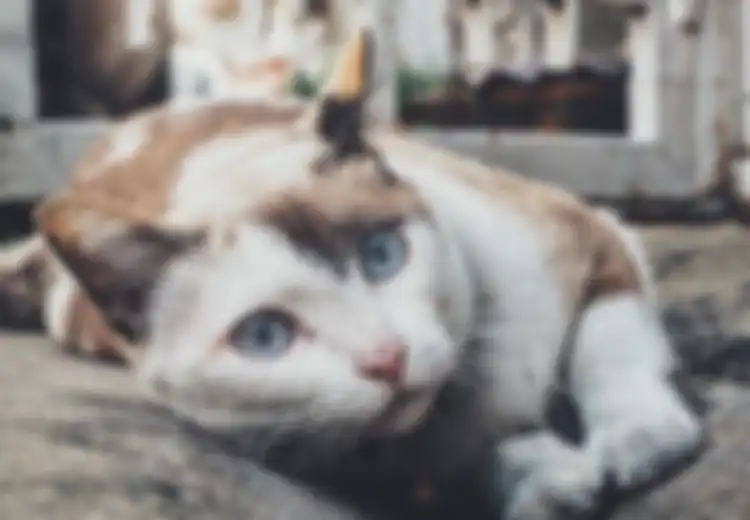 Jarang Temukan Bangkai Kucing yang Mati? Ternyata Ini Alasannya
