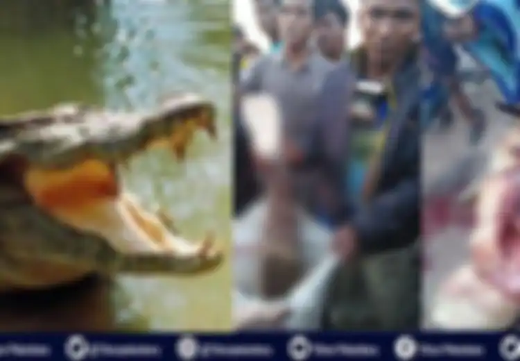 Warga Merinding Bongkar Perut Buaya Buncit, Isinya Potongan Tubuh Manusia, Diduga Inilah Sosok Korbannya