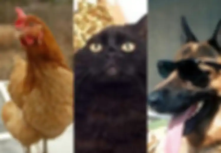 Mulai Gigoo si Ayam Hingga Kalu si Simpanse, Ini 8 Hewan Terkaya dalam Sejarah