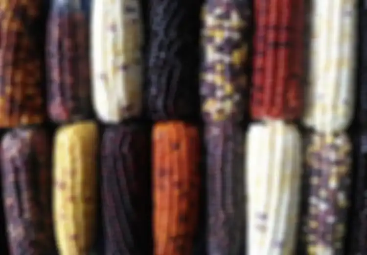 Baik Pelangi, Petani Ini Berhasil Budidayakan Jagung yang Berwarna-warni, Dijual ke Luar Negeri Juga Lho