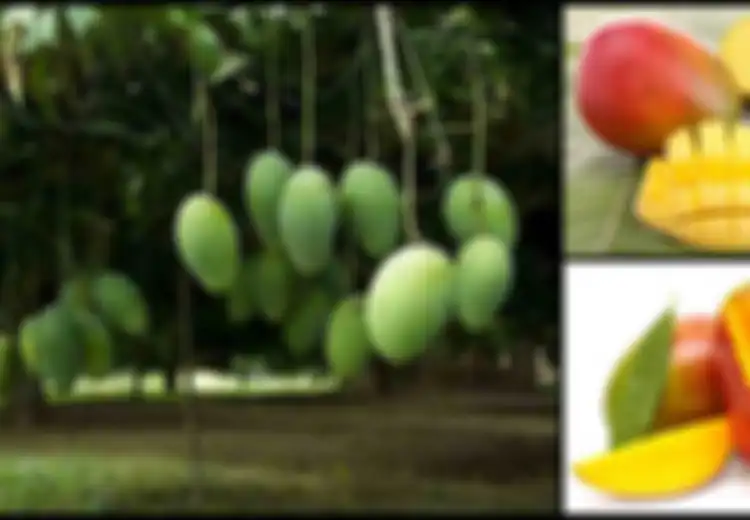Selain Lezat, Ini 5 Manfaat Luar Biasa Makan Mangga Setiap Hari, Termasuk Menyehatkan Otak