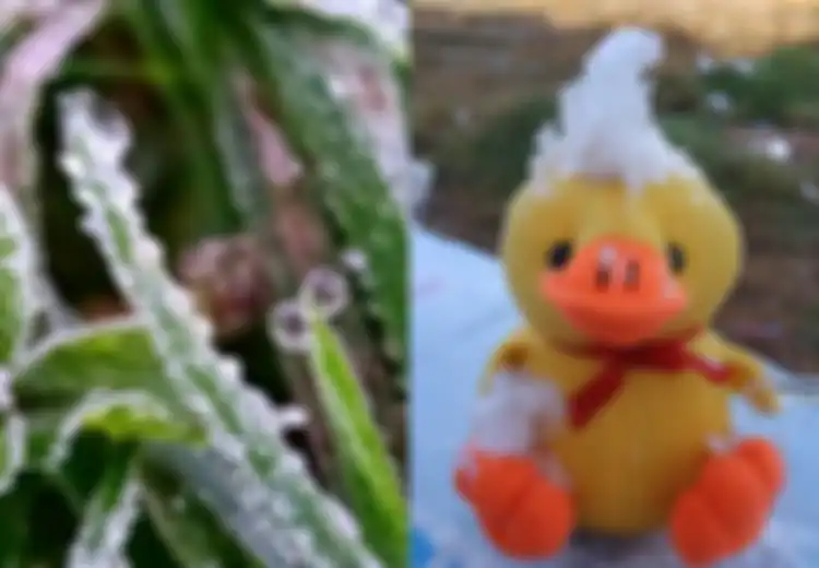 Suhu Ekstrem Capai Minus 11 Derajat Celcius, Begini Potret Dieng yang Bersalju, Indonesia Rasa Eropa!