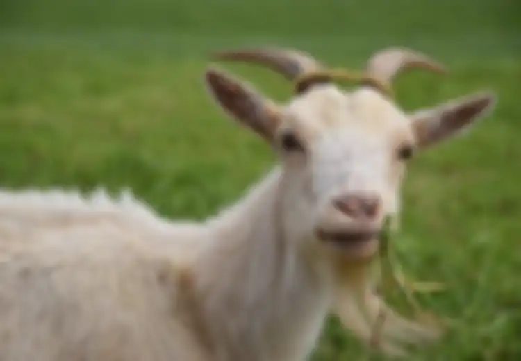 Meski Kerap Telan Kerikil, Ternyata Gigi Kambing Tetap Terlindungi dan Tak Rusak, Kok Bisa?