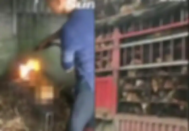 Festival Yulin: Saat Ribuan Anjing Dibuat Pingsan untuk Kemudian 'Terbangun saat Tubuhnya Direbus Hidup-hidup, Bahkan Dihancurkan'