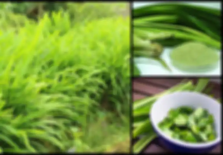 Nanti Malam Wajib Coba, Letakkan Potongan Daun Pandan di Bawah Kasur Sebelum Tidur, Anda Akan Terkejut Merasakan Manfaatnya!