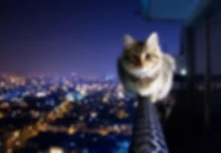 Dari Dianggap Jelmaan Dewa Hingga Makhluk Supernatural, Ini Alasan Kucing Jadi Hewan yang Istimewa dan Punya Banyak Nyawa