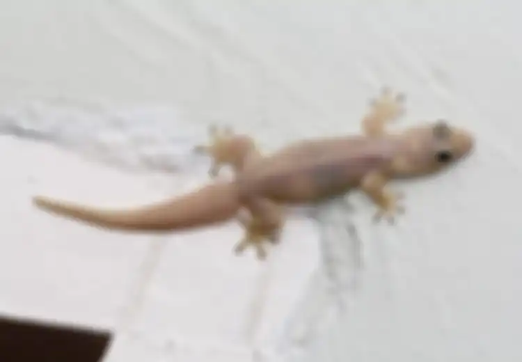 Meresahkan Sekaligus Membantu Manusia, Apakah Cicak di Rumah Harus Dibasmi?