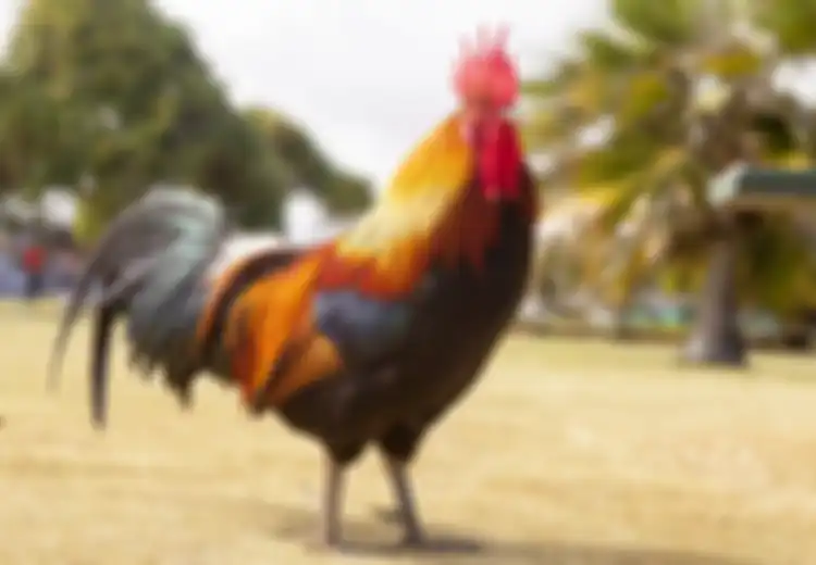 Pemilik Peternakan Terkejut, Banyak Ayam Mati dan Kandang Ayamnya Hancur, Rupanya Ini Ulah Tentara Italia, Kok Bisa?