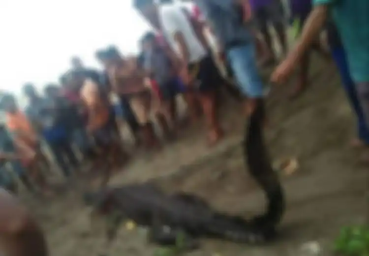 Bukan Buaya Sembarangan, Saat Ditemukan Tewas, Seorang Nenek Menangis Sambil Memeluk Buaya Itu