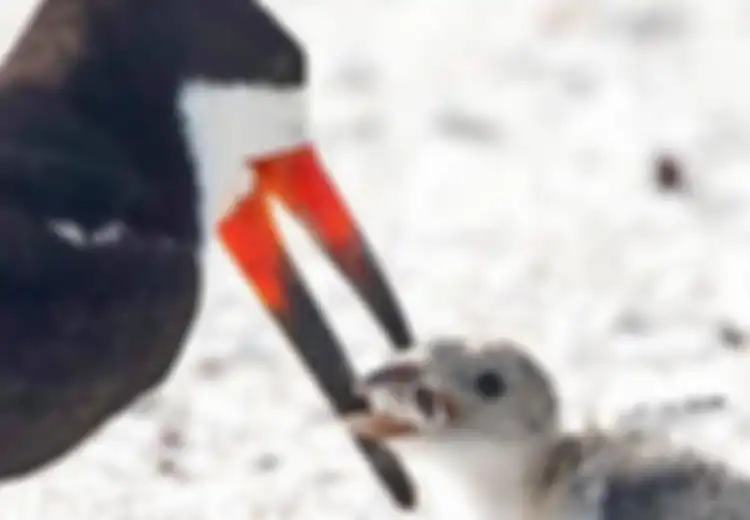 Miris dan Memilukan, Induk Burung Ini Beri Makan Anaknya Puntung Rokok