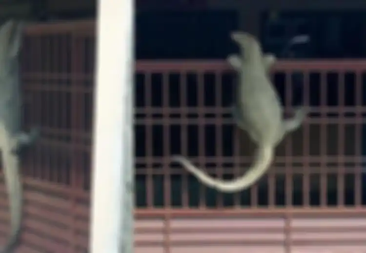 Viral Biawak Panjat Pagar, Ini Perbedaan Komodo dengan Biawak Renda