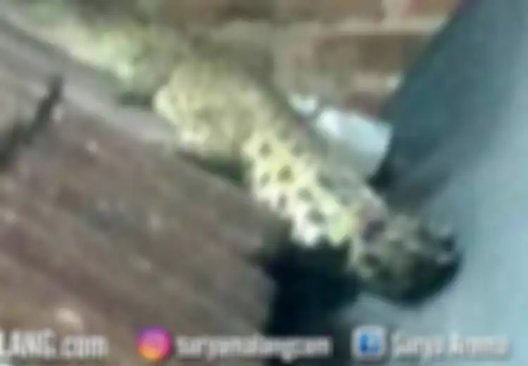 Viral Penampakan Buaya Muncul di Atap Rumah Warga, Asal-usunya Masih Menjadi Misteri