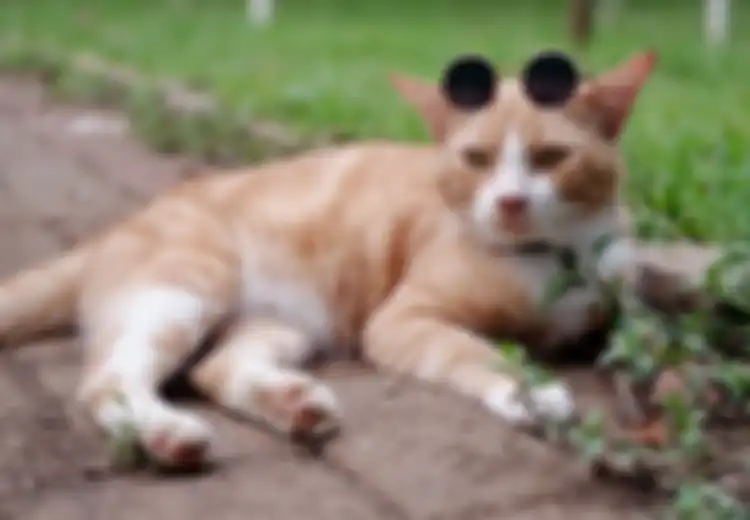 Viral ‘Kocheng Oren’, Benarkah Kucing Berbulu Oranye Punya Polah Lebih Aneh Dibanding Kucing dengan Warna Bulu Lainnya?